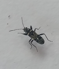 Phorcinus albofasciatus