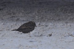 Passer domesticus