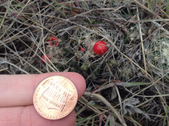 Escobaria missouriensis