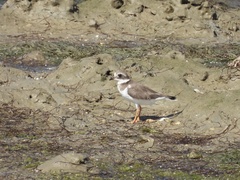 Charadrius hiaticula