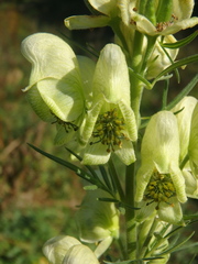 Aconitum anthora