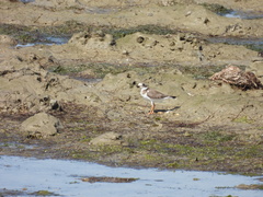 Charadrius hiaticula