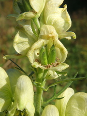 Aconitum anthora
