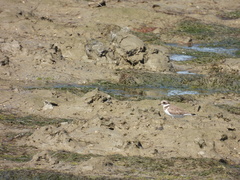 Charadrius hiaticula