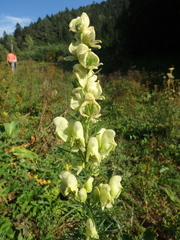 Aconitum anthora