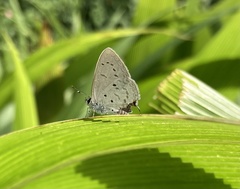 Eicochrysops hippocrates