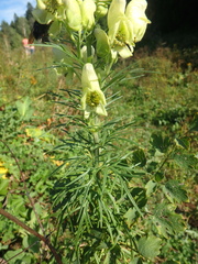Aconitum anthora