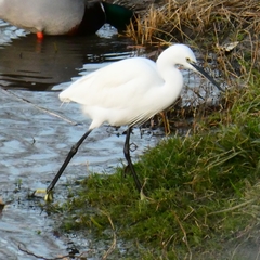 Egretta garzetta