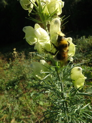 Aconitum anthora