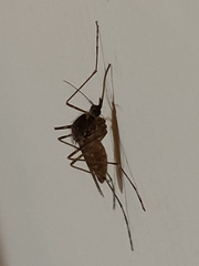 Culicinae