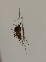 Culicinae