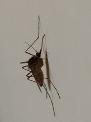 Culicinae
