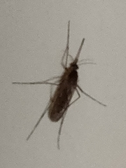 Culicinae