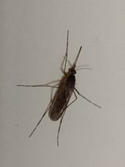 Culicinae