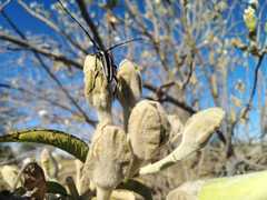 Sphaenothecus trilineatus