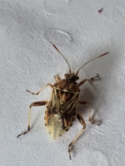 Stictopleurus scutellaris