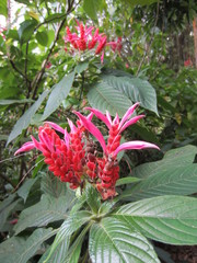 Aphelandra sinclairiana