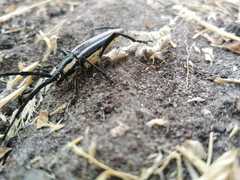 Sphaenothecus trilineatus