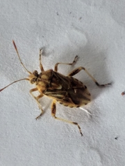 Stictopleurus scutellaris