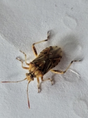 Stictopleurus scutellaris