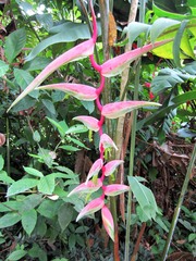 Heliconia chartacea