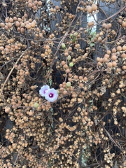 Ipomoea amnicola