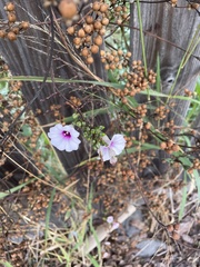 Ipomoea amnicola