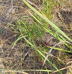 Artemisia campestris caudata