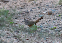 Rhinocrypta lanceolata