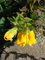 Rhynchocorys orientalis