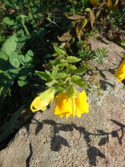 Rhynchocorys orientalis