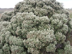 Linochilus revolutus