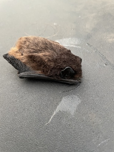 Chocolate Lobe-lipped Bat