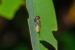 Oplodontha rubrithorax