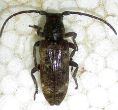 Apomecyna