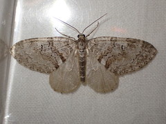 Nothocasis sertata