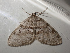 Nothocasis sertata