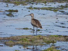 Numenius phaeopus