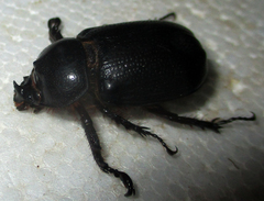 Cyphonistes