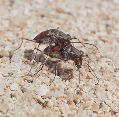 Cicindela sommeri