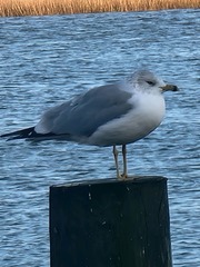 Larus delawarensis