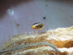 Geocoris