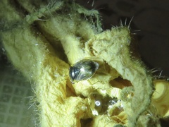 Geocoris