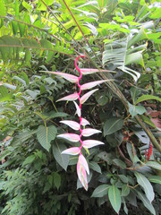Heliconia chartacea