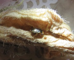 Geocoris