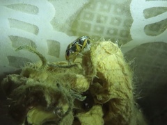 Geocoris