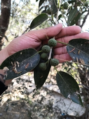 Ficus pertusa
