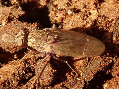 Lispocephala alma