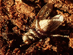 Lispocephala alma