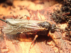 Pimpla turionellae